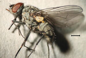 Haematobosca stimulans