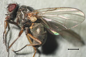 Hebecnema nigricolor