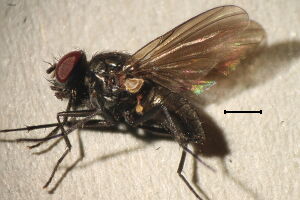 Hebecnema umbratica