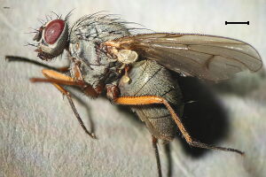 Helina lasiophthalma