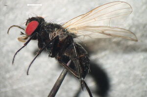 Hydrotaea cyrtoneurina