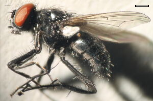 Hydrotaea diabolus