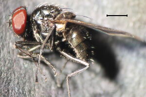 Hydrotaea meteorica