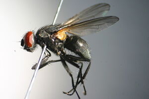 Hydrotaea militaris