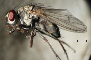 Lispe pygmaea