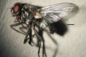 Morellia asetosa
