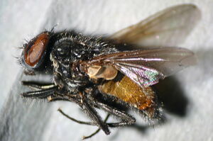 Musca autumnalis