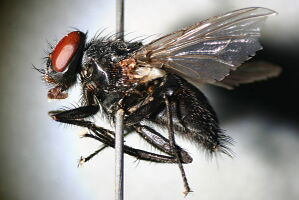 Muscina pascuorum