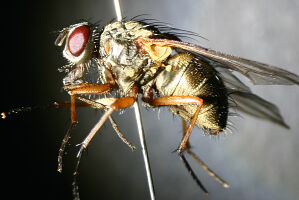 Mydaea corni