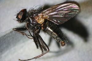Mydaea nebulosa