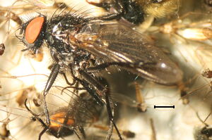 Myospila alpina