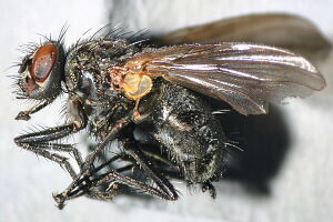 Phaonia consobrina