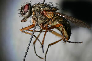 Phaonia errans