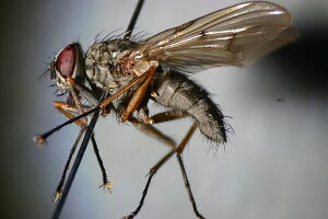 Phaonia fuscata