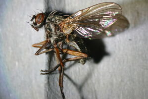 Phaonia mystica