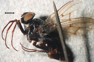 Phaonia pratensis