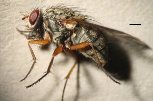Phaonia rufipalpis