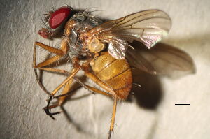 Phaonia rufiventris
