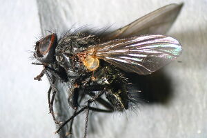 Phaonia serva