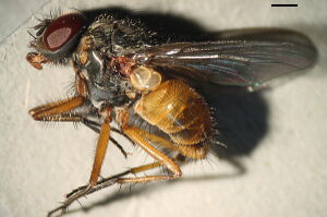 Phaonia subventa