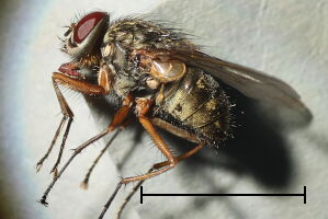 Phaonia valida