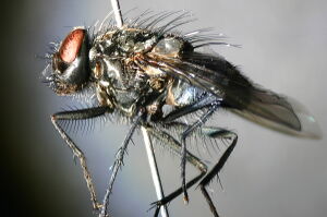 Polietes lardarius