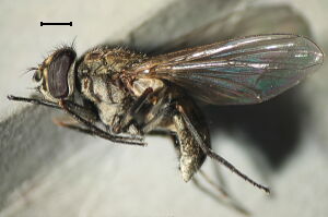 Stomoxys calcitrans