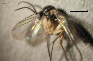 Acnemia nitidicollis