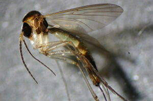 Allodia anglofennica