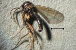 Azana anomala