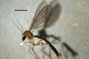 Coelophthinia thoracica