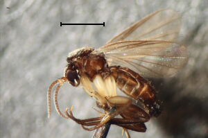 Docosia fumosa
