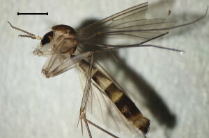 Exechiopsis magnicauda