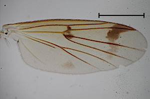 Mycetophila attonsa