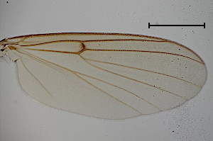 Mycetophila sepulta