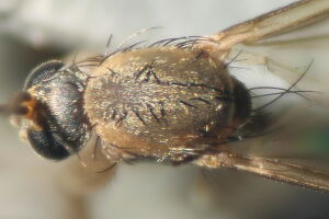 Notolopha cristata