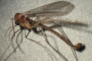 Phthinia mira