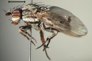 Odinia