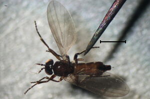 Opetiidae