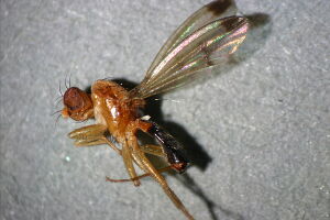 Geomyza martineki