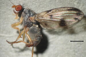 Palloptera umbellatarum