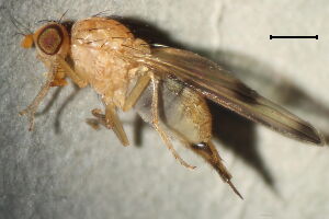 Toxoneura trimacula