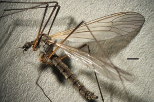 Tricyphona immaculata