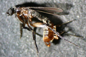 Aenigmatias lubbockii