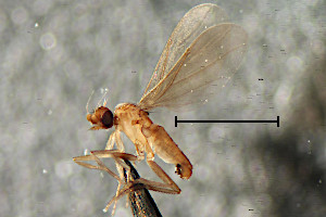 Chonocephalus