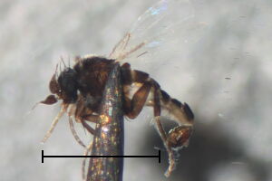 Conicera similis