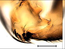 Diplonevra florea