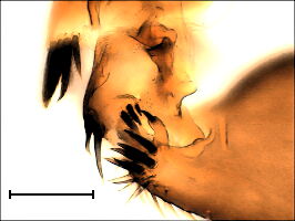 Diplonevra pilosella