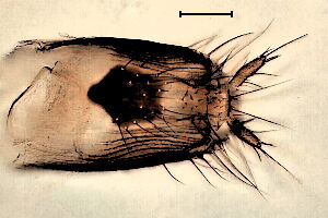 Gymnophora forresteri