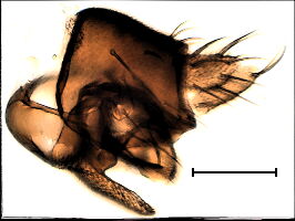 Megaselia angusta